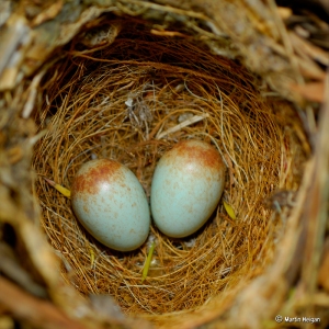 "Cape Robin Eggs," © Martin Heigan, Aug 2008. CC BY-NC-ND 2.0.